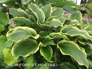Copy of Hosta 'Yellow River' - New Forest Hostas & Hemerocallis