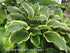Hosta 'Yellow River' - New Forest Hostas & Hemerocallis