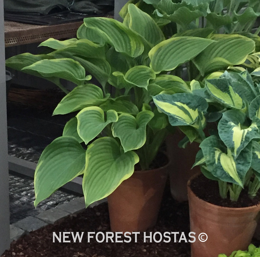 Hosta 'Victory'- Larger Specimen - New Forest Hostas & Hemerocallis