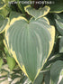 Copy of Hosta 'Yellow River' - New Forest Hostas & Hemerocallis