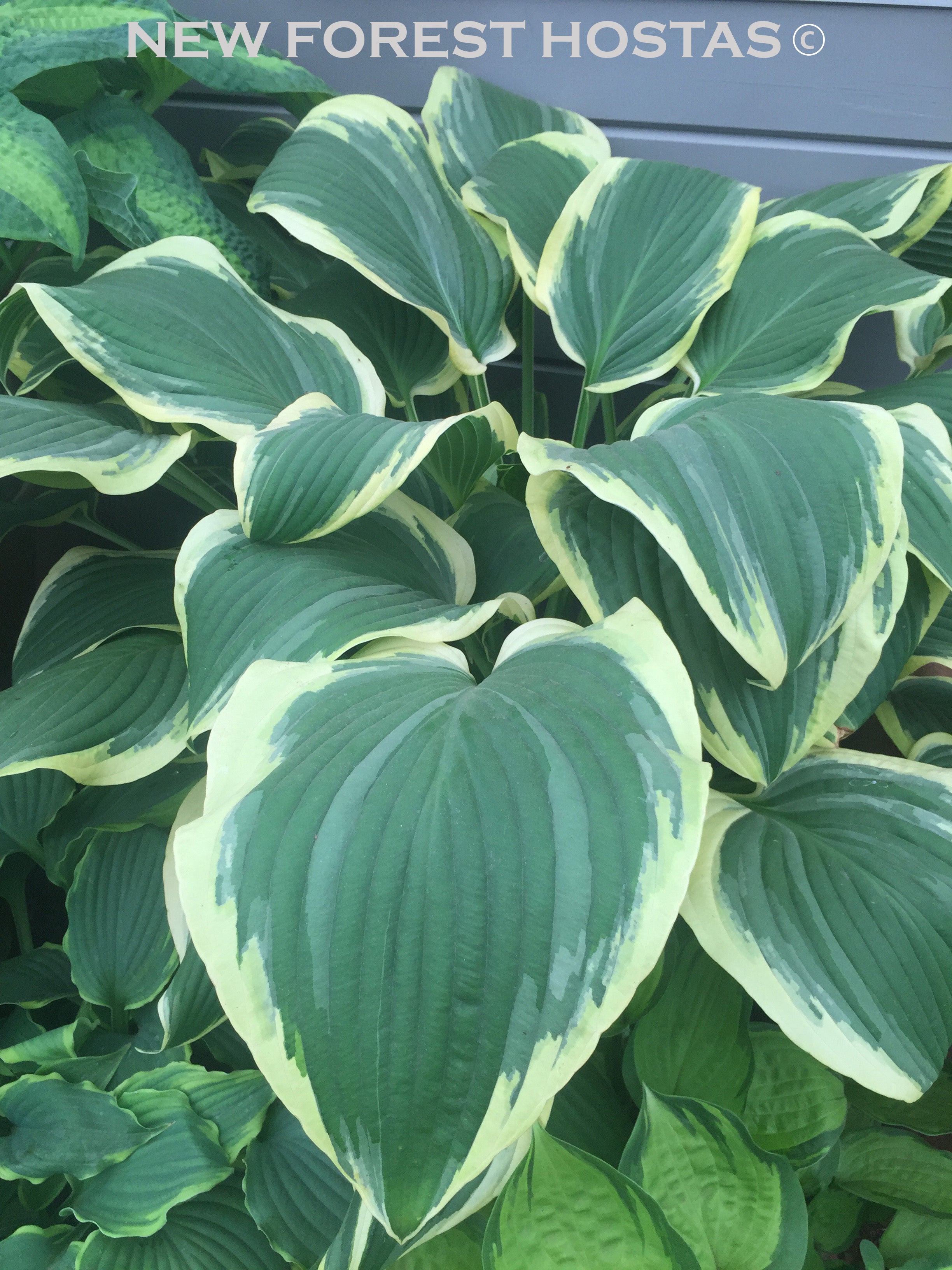 Hosta 'Yellow River' - New Forest Hostas & Hemerocallis