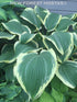 Hosta 'Yellow River' - New Forest Hostas & Hemerocallis