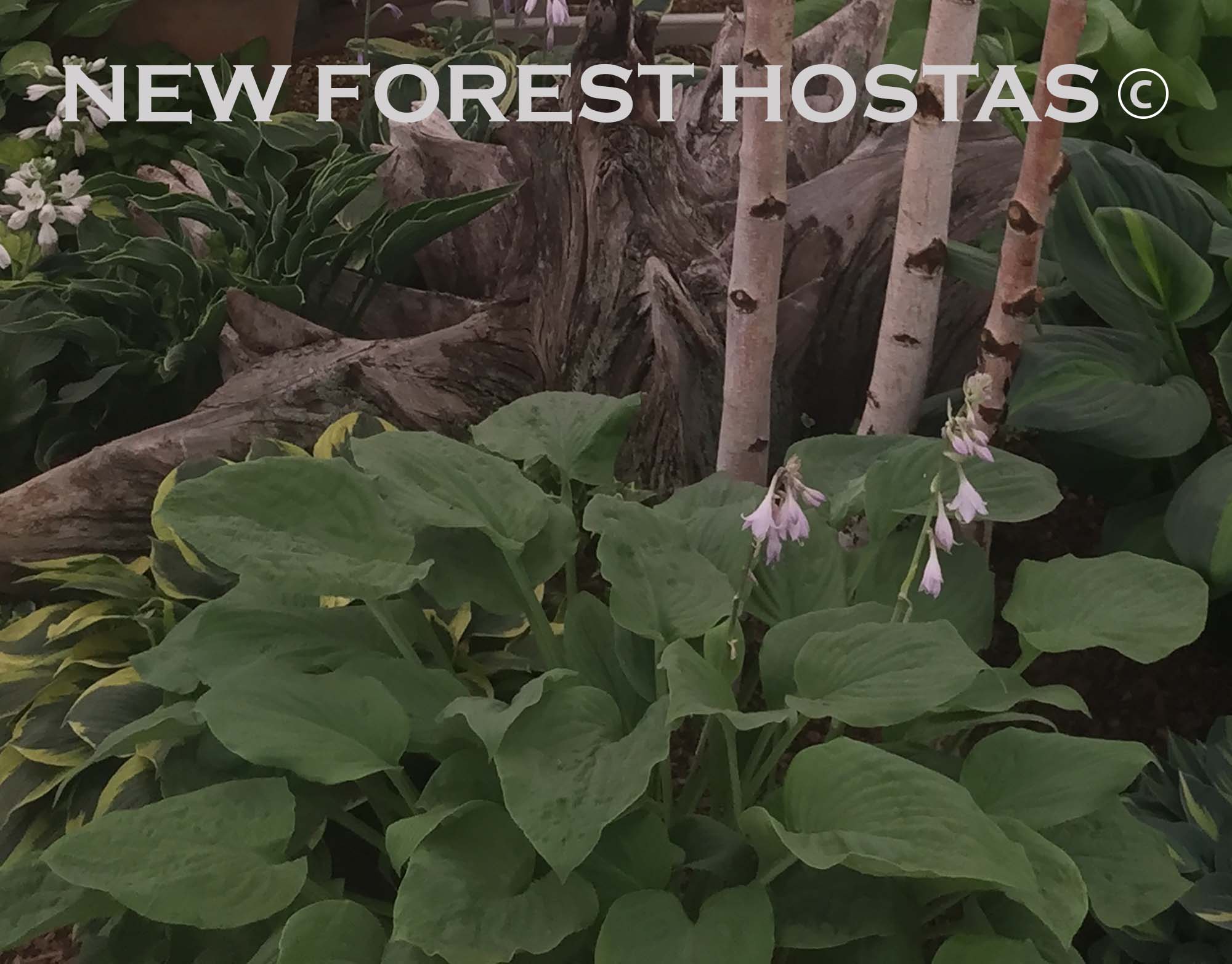 Hosta 'Zounds' - New Forest Hostas & Hemerocallis