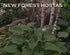 Hosta 'Zounds' - New Forest Hostas & Hemerocallis
