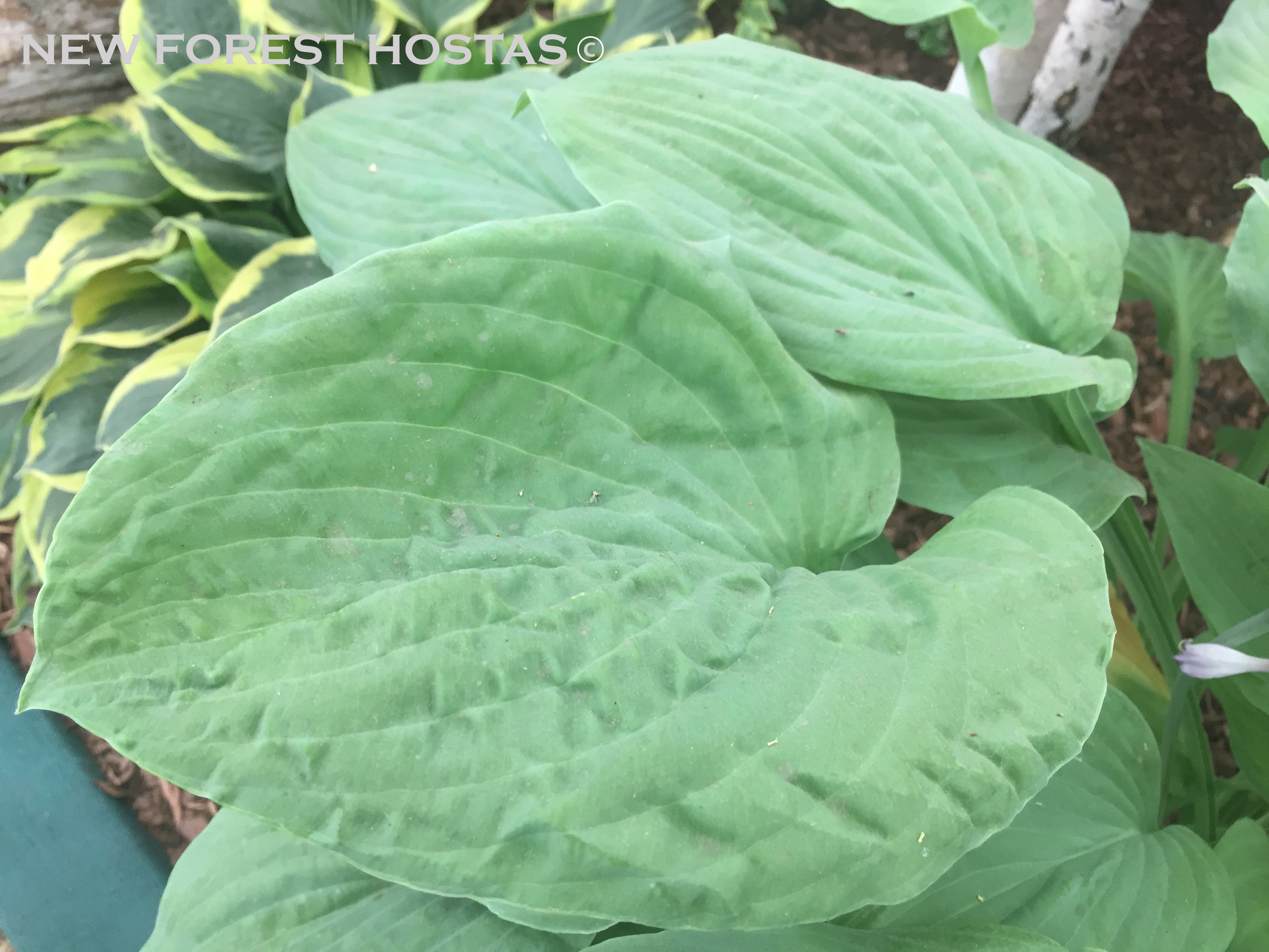 Hosta 'Zounds' - New Forest Hostas & Hemerocallis