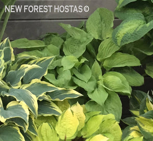 Hosta 'Zounds' - New Forest Hostas & Hemerocallis