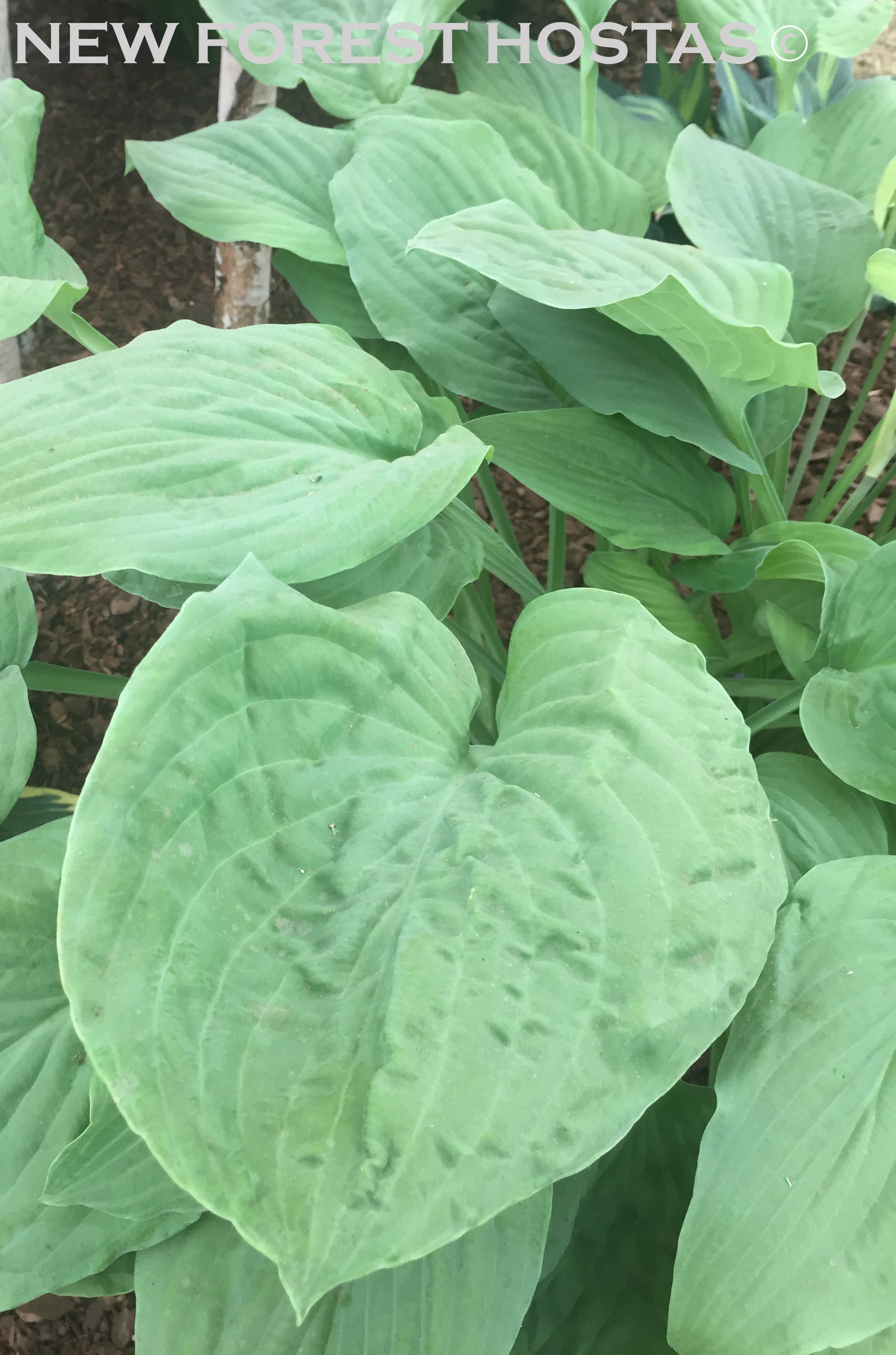 Hosta 'Zounds' - New Forest Hostas & Hemerocallis